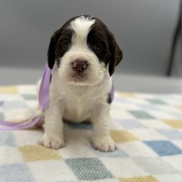 Pumpkin - Liver and white female English Springer Spaniel puppy in Rogers, Ohio from StoneyBrook Setters