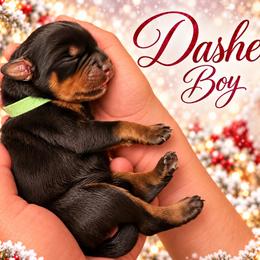 Dasher - Black and mahogany male Rottweiler puppy in Montrose, Colorado from TruHero Dog Kennel