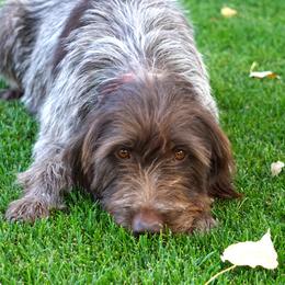 Dixie - Wirehaired Pointing Griffon