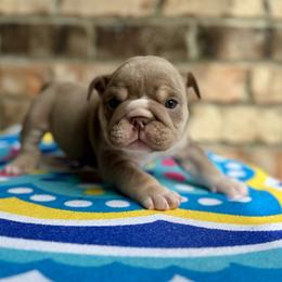 Rose - Lilac tri-color female Bulldog puppy in Hernando, Mississippi from Blues City Bulldogs