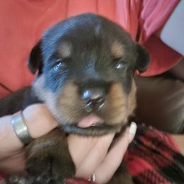Rottweiler Puppies from Von Haus of Pearl