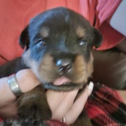 Rottweiler Puppies from Von Haus of Pearl