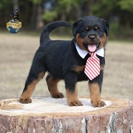 Lando - Black and mahogany male Rottweiler puppy in Uniontown, Alabama from CedarBluff Rottweilers