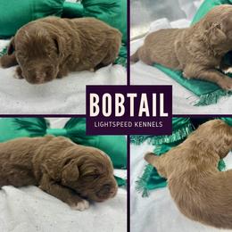 Bobtail - Red & white male Australian Shepherd puppy in Lexington, South Carolina from Lightspeed Kennels