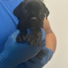 Cleopatra - Black female Cane Corso puppy in Lubbock, Texas from Hub City Kennel