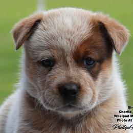 Charlie Girl 3 - Red speckled female Australian Cattle Dog puppy in Point, Texas from Lakylu Kennels