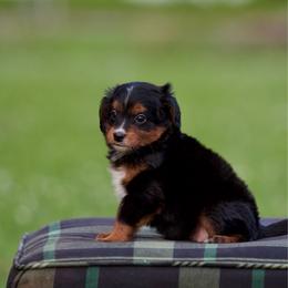 Da'Boot - Phantom female Bernedoodle puppy in Denham Springs, Louisiana from GimiPup Doodles