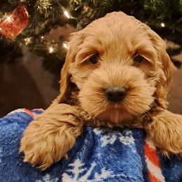 Boy 2 - Cockapoo puppy from Ouachita River Cockapoos