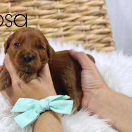 Mimosa - Red  female Goldendoodle puppy in Casa Grande, Arizona from AzDoodle Dandies