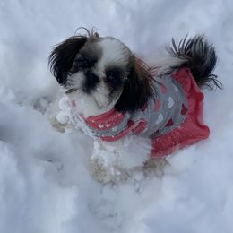 Girl 1 - Shih Tzu puppy in Terrebonne, Oregon from Jazzie Shih Tzu