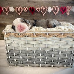 Aspen - Blue merle female Bernedoodle puppy in Idaho from Bernese By Barzees