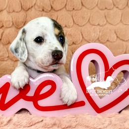 Spot AKC - Black and cream male Dachshund puppy in South Easton, Massachusetts from Depot Dachsies