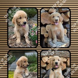Mr. Blue - Golden male Golden Retriever puppy in Nixa, Missouri from Top of the Hill Goldens