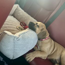 Boerboel Puppies from Heritage Boerboels
