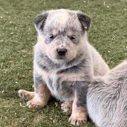 Red Collar - Blue speckled female Australian Cattle Dog puppy in Nevada, Missouri from Back Road Dog Company, LLC