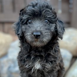 Luna - Blue merle Aussiedoodle puppy in Ivins, Utah from A Puppy Crush