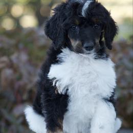 Cosmo - Parti male Poodle puppy in Orem, Utah from First Class Poodles