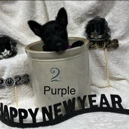 Scottish Terrier Puppies from Mel Armstrong's Scottish Terriers