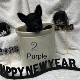 Scottish Terrier Puppies from Mel Armstrong's Scottish Terriers