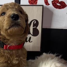 Boy 3-Mars - Red  Goldendoodle puppy in Douglasville, Georgia from Poodles & Doodles by Design
