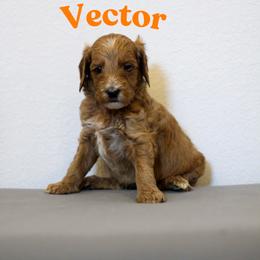 Vector - Red  male Goldendoodle puppy in College Station, Texas from Em & El Doodles