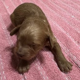 Dean - Red male Cockapoo puppy in Sheridan, Missouri from Shepherdsfold’s Cockapoos