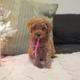 Goldendoodle and Poodle Puppies from East Valley Pups