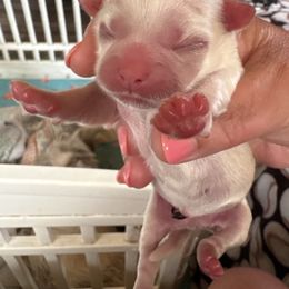 Tater - White male Shih Tzu puppy in Mattoon, Illinois from Jenkins Tzu and Poo’s