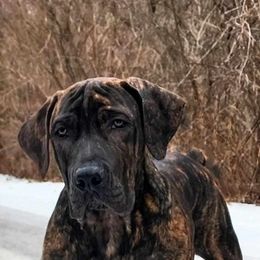 Red - Brindle Boerboel puppy in Naples, New York from Freedom Boerboels LLC