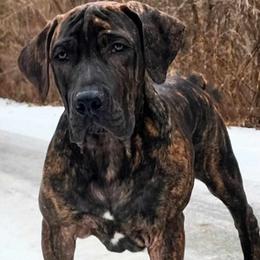 Red - Brindle Boerboel puppy in Naples, New York from Freedom Boerboels LLC