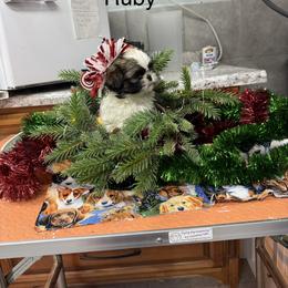 Ruby - Black and white female Shih Tzu puppy in Conway, Missouri from Hillside Loop Kennel LLC
