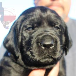 Labrador Retriever Puppies from Mariani Labrador Retrievers