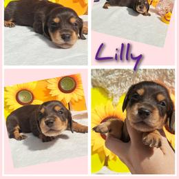 3000..Lilly dapple - Dapple female Dachshund puppy in Winter Haven, Florida from Gateway 2 Little Paws
