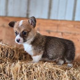 Russett - Sable male Pembroke Welsh Corgi puppy in Briggsdale, Colorado from Lovebird Corgis