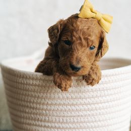 Girl 1 - Red  female Poodle puppy in Duncan, South Carolina from Abner Creek Poodles & Doodles