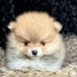 Daphne - Orange parti female Pomeranian puppy in Greenville, Georgia from Breezy Hill Poms