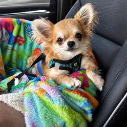 Luca - Chihuahua