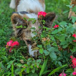 Shillelagh - Brindle merle and white female Cardigan Welsh Corgi puppy in Plymouth, Iowa from Highplains Herders