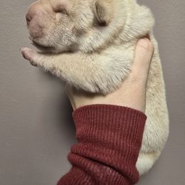 Trigg - Cream male Chinese Shar-Pei puppy in Rome, Pennsylvania from Maynard Hills Chinese Sharpeis
