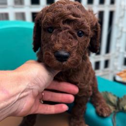 Sir Atlas - Red  male Poodle puppy in Plainwell, Michigan from Northern Heart Standards