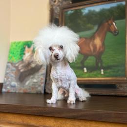 Grandpa - Cream male Assorted Doodle Crosses puppy in Montclair, California from House of Paws Kennel