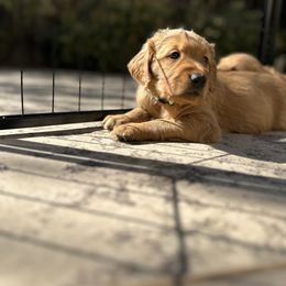 Golden Retriever Puppies from Golden Wiggle Retrievers