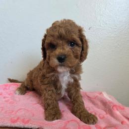 Valentine - Red female Cavapoo puppy in Blackfoot, Idaho from Draper Mountain Doodles