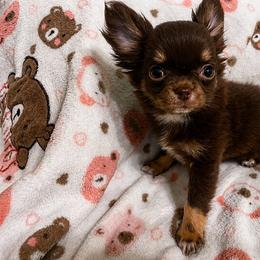 Chihuahua Puppies from Sugar Cookie Chihuahuas