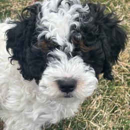 Blue Collar Boy - Black and white male Bernedoodle puppy in Colorado Springs, Colorado from Pikes Peak Doodles
