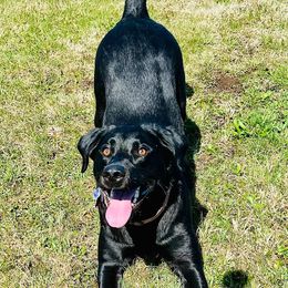 Willow - Labrador Retriever