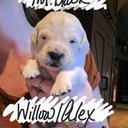 Puppy - Light golden male Golden Retriever puppy in Waynesburg, Ohio from Avalon English Retrievers