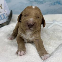 Boy 5 - Red  male Poodle puppy in Middlebourne, West Virginia from El Silencio Standard Poodles