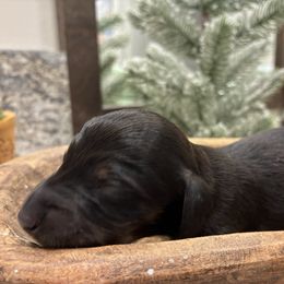 Sweet potato - Black and tan female Dachshund puppy in Dobson, North Carolina from Oakleys Dachshund Haven
