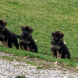 German Shepherd Puppies from Westhaus K9